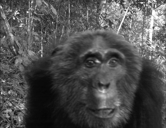 Шимпанзе (Pan troglodytes) угрожаемый вид в Bwindi impenetrable Forest, Уганда