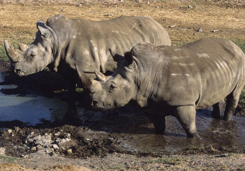 В мире осталось всего семь (!) особей белых носорогов, да и те живут в неволе. Когда-то в дикой природе существовала семья из четырёх носорогов, но, судя по тому, что её никак не могут найти, их тоже уже больше нет (фото San Diego Zoo)