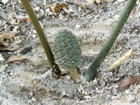Бовения мелкопильчатая (bowenia serrulata) с подземным клубневидным побегом