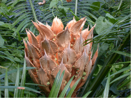 Женская шишка цикаса микронезийского (Cycas micronesica)