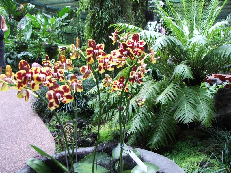 В парке орхидей (Сингапур)