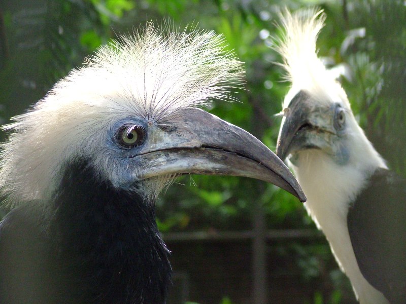 Berenicornis comatus